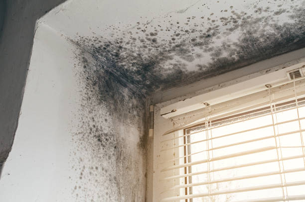 Affordable Basement Mold Removal solutions in Grawn, MI